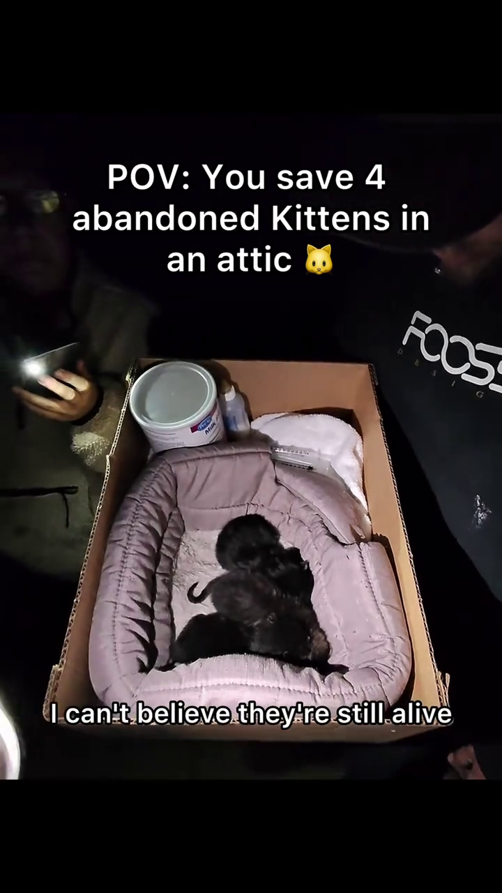 POV: You save 4 abandoned Kittens in an attic FOOS $1 I can't believe they're still alive