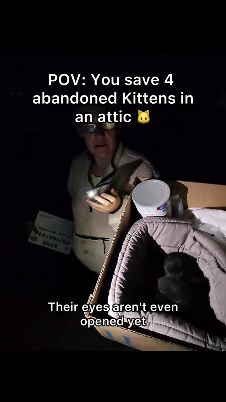 POV: You save 4 abandoned Kittens in an attic apore 20 1402891504 HV Their eyes aren't even opened yet