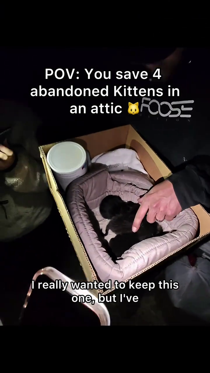 POV: You save 4 abandoned Kittens in an attic FOOSE really wanted to keep this one, but I've