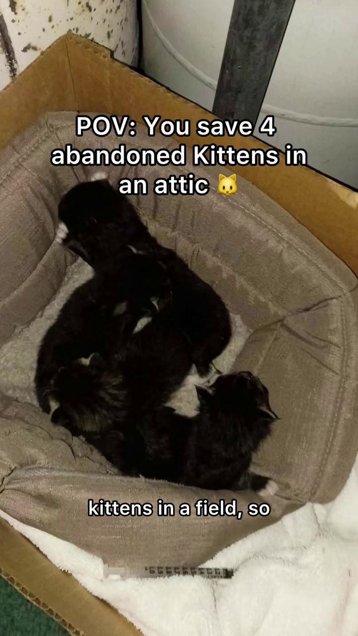 POV: You save 4 abandoned Kittens in an attic kittens in a field, so