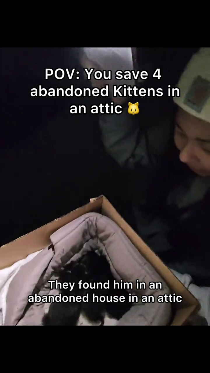 POV: You save 4 abandoned Kittens in an attic They found him in an abandoned house in an attic