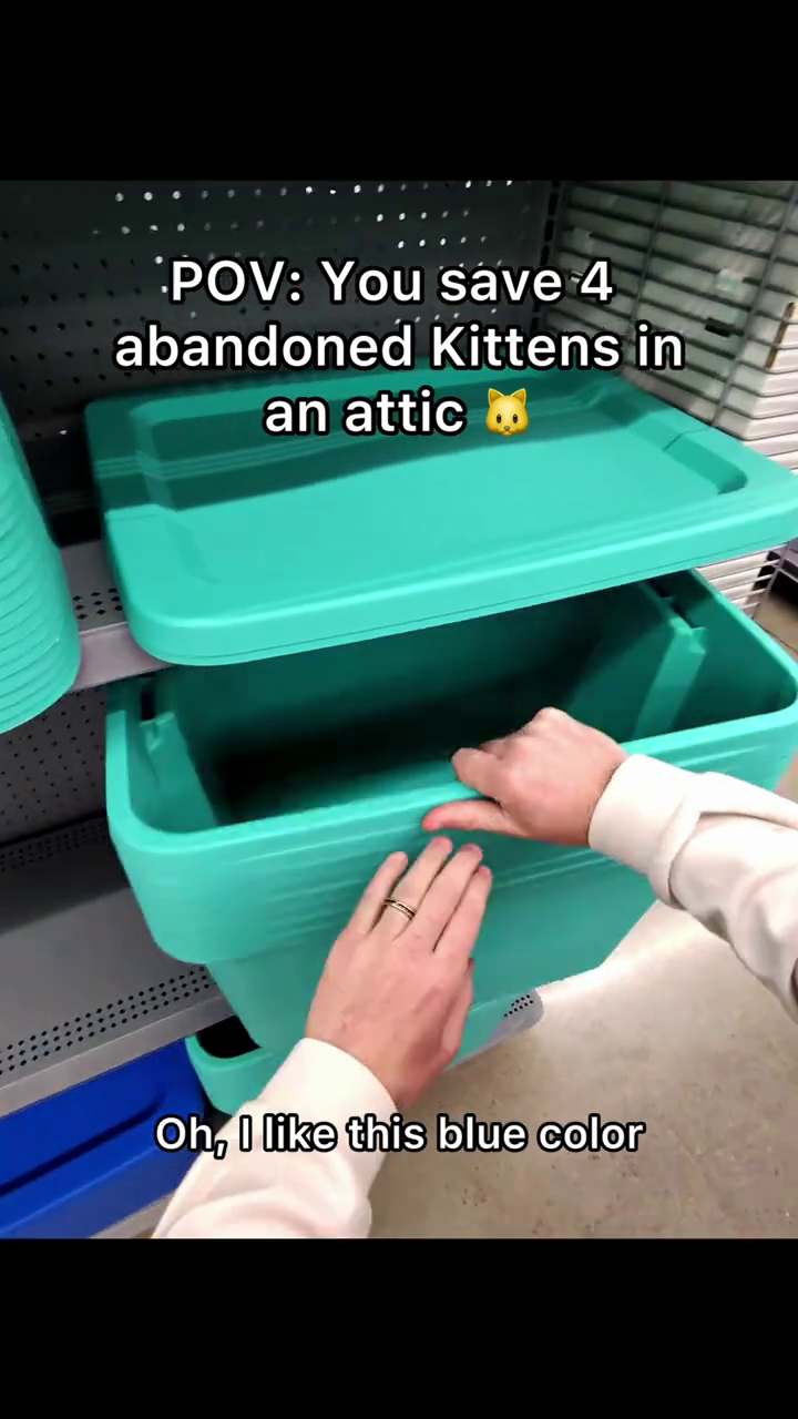 *POV: You save 4 abandoned Kittens in an attic Oh, I like this blue color