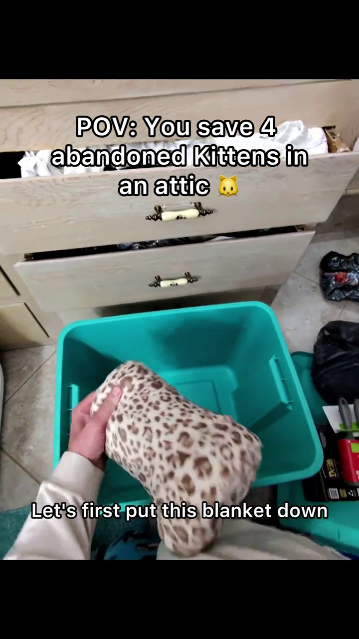 POV: You save 4 abandoned Kittens in an attic Let's first put this blanket down