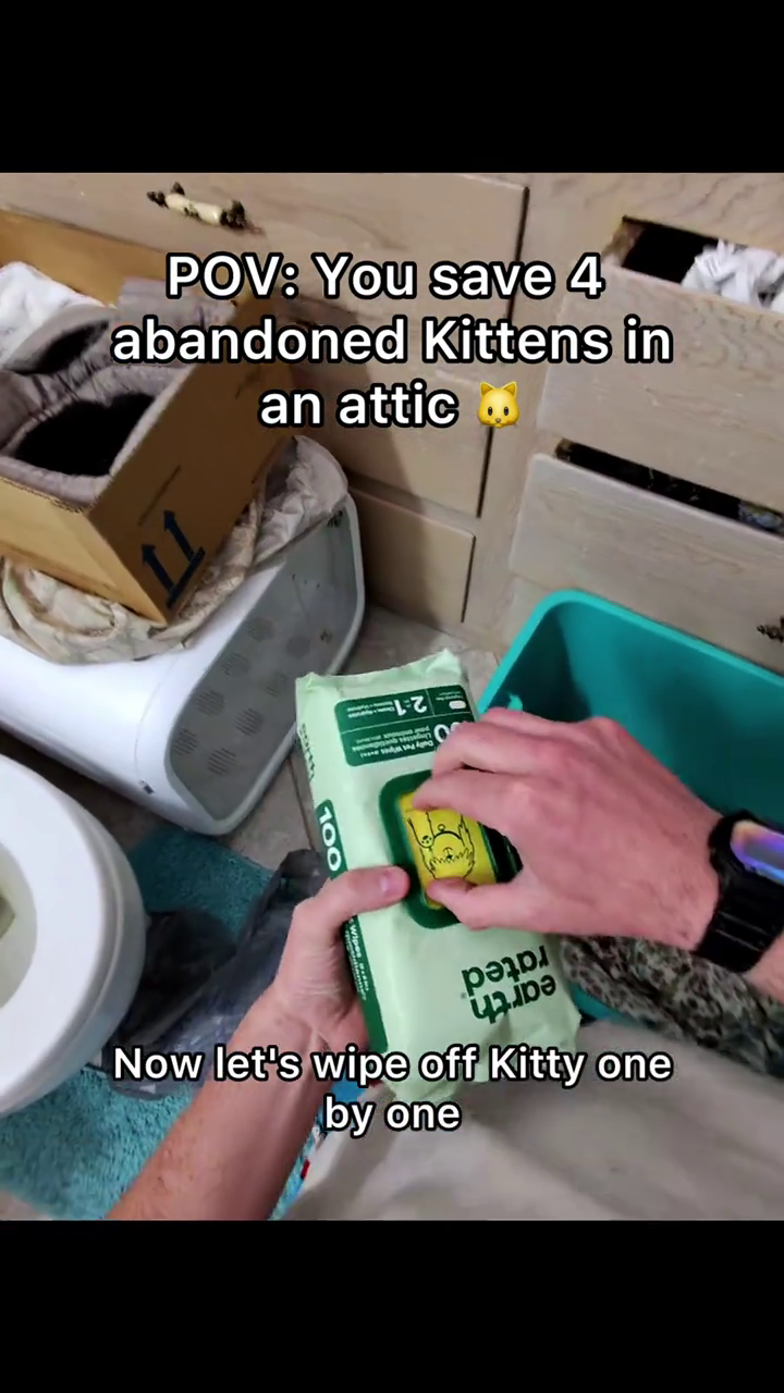 POV: You save 4 abandoned Kittens in an attic 100 ра Now let's wipe off Kitty one by one