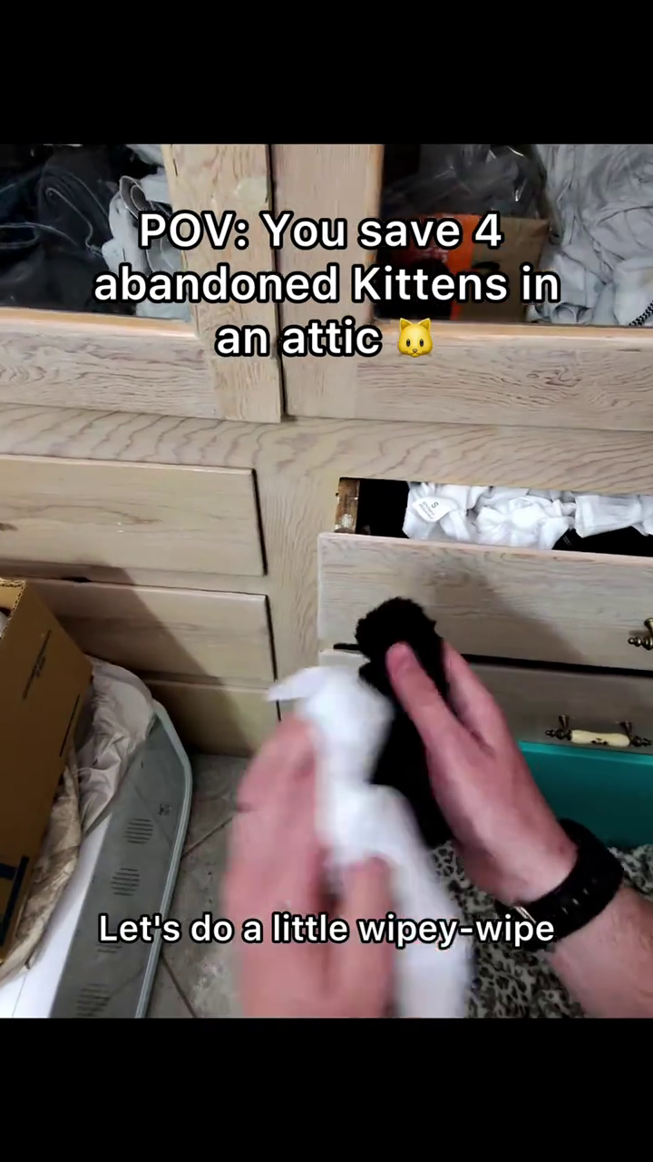 POV: You save 4 abandoned Kittens in an attic Let's do a little wipey-wipe