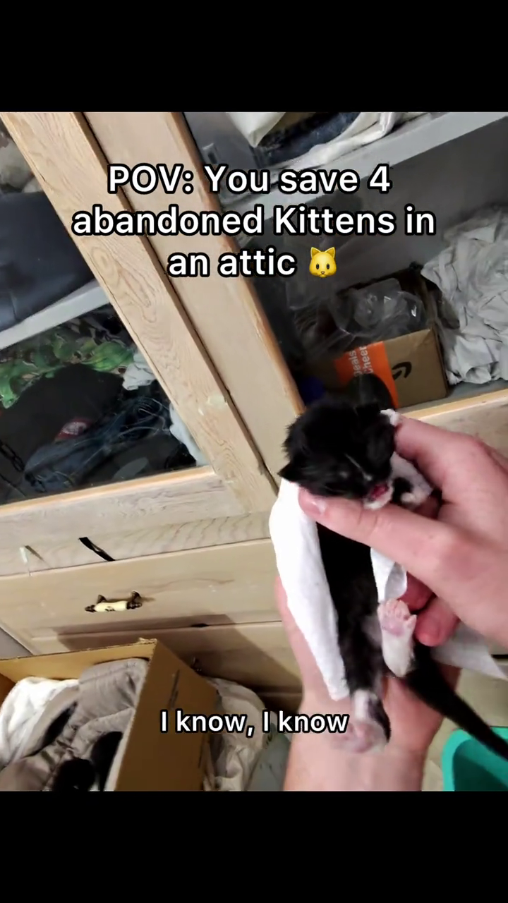 POV: You save 4 abandoned Kittens in an attic I know, I know