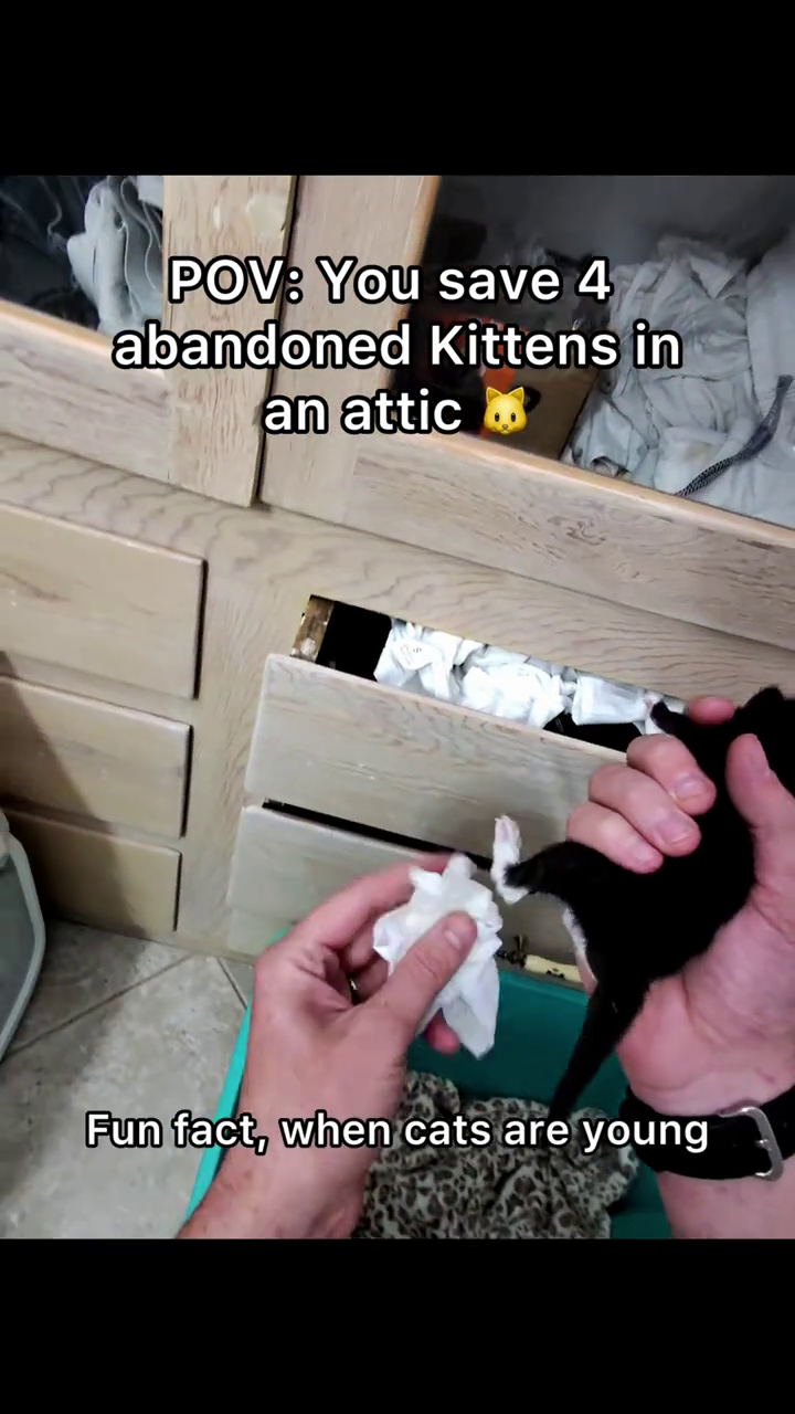 POV: You save 4 abandoned Kittens in an attic Fun fact, when cats are young