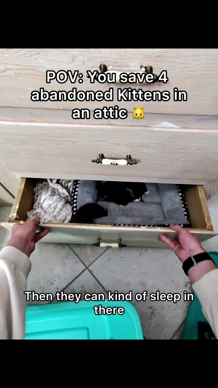 POV: You save 4 abandoned Kittens in an attic 00 Then they can kind of sleep in there