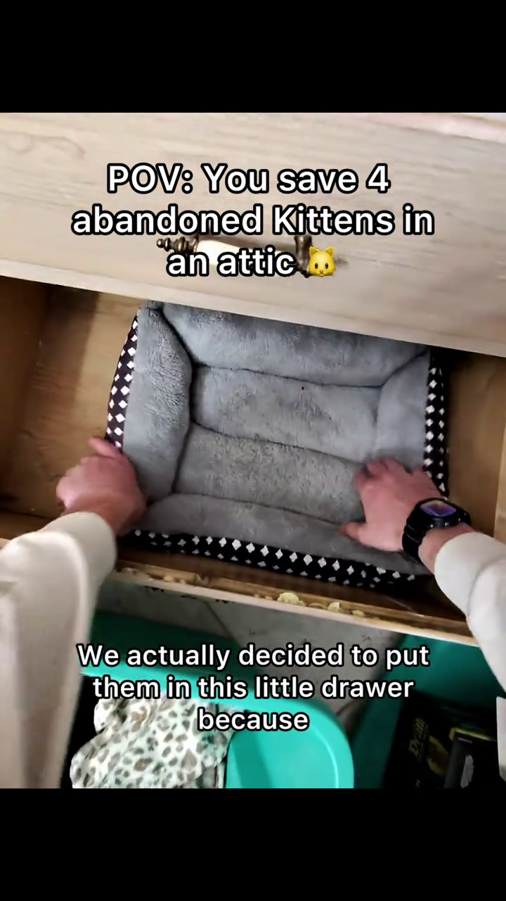 POV: You save 4 abandoned Kittens in an attic We actually decided to put them in this little drawer because