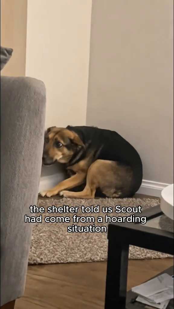 the shelter told us Scout had come from a hoarding situation