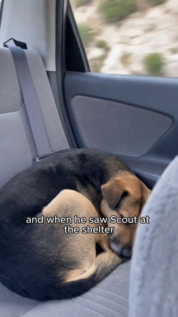 and when he saw Scout at the shelter