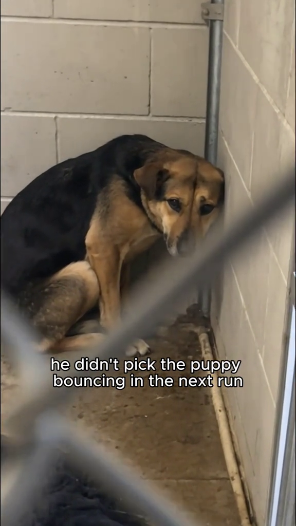 he didn't pick the puppy bouncing in the next run