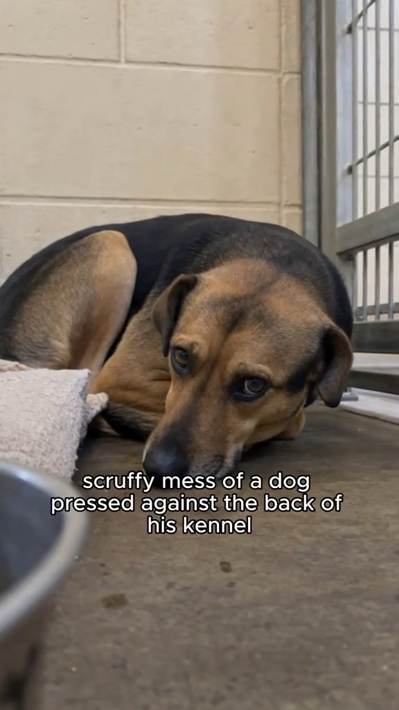 scruffy mess of a dog pressed against the back of his kennel