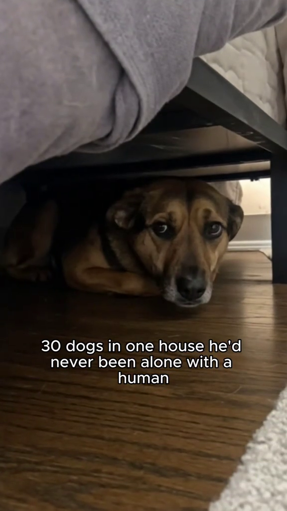 30 dogs in one house he'd never been alone with a human