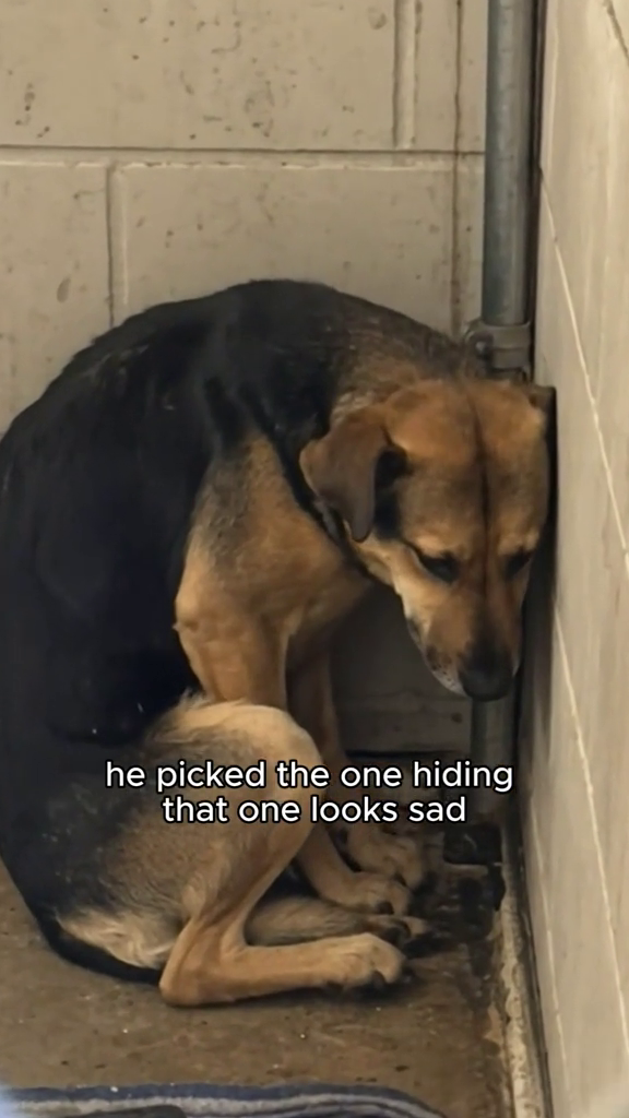 he picked the one hiding that one looks sad