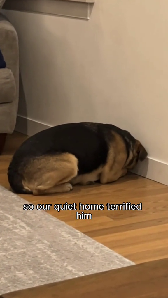 so our quiet home terrified him