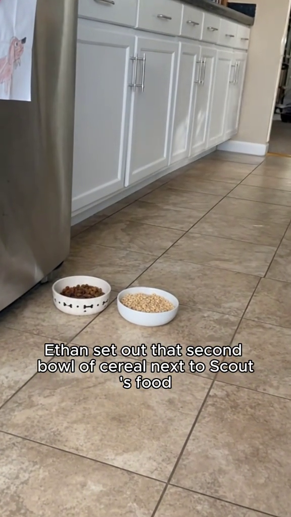 Ethan set out that second bowl of cereal next to Scout 's food