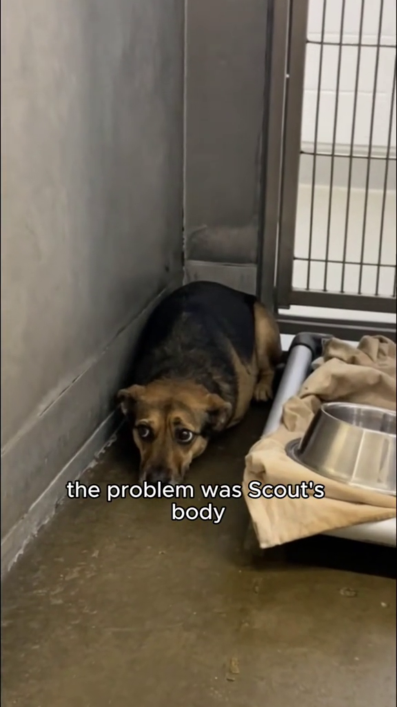 the problem was Scout's body