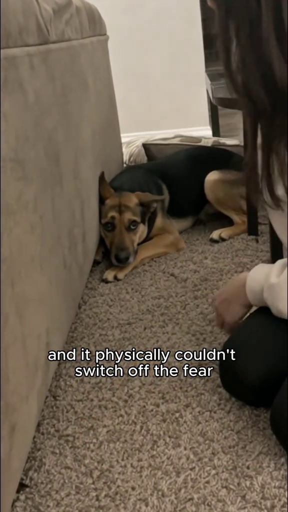 and it physically couldn't switch off the fear