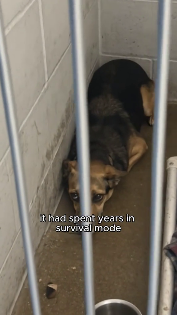 it had spent years in survival mode