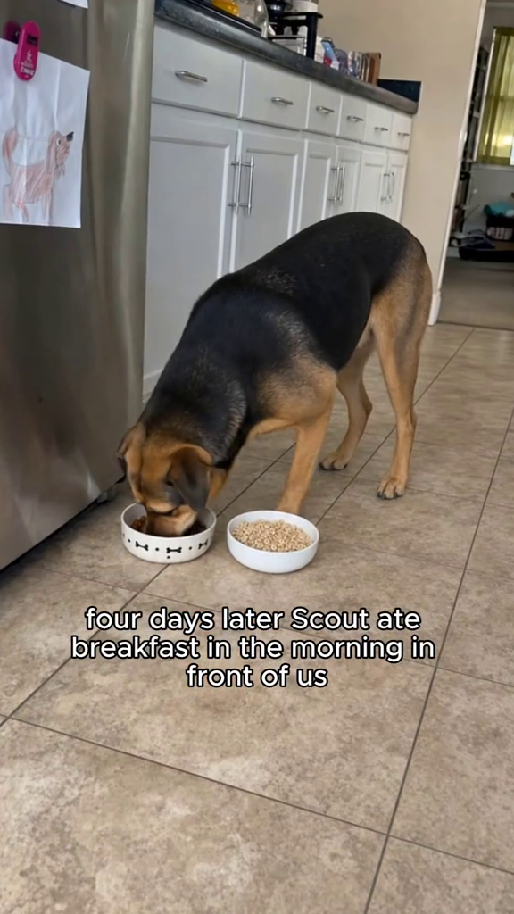four days later Scout ate breakfast in the morning in front of us