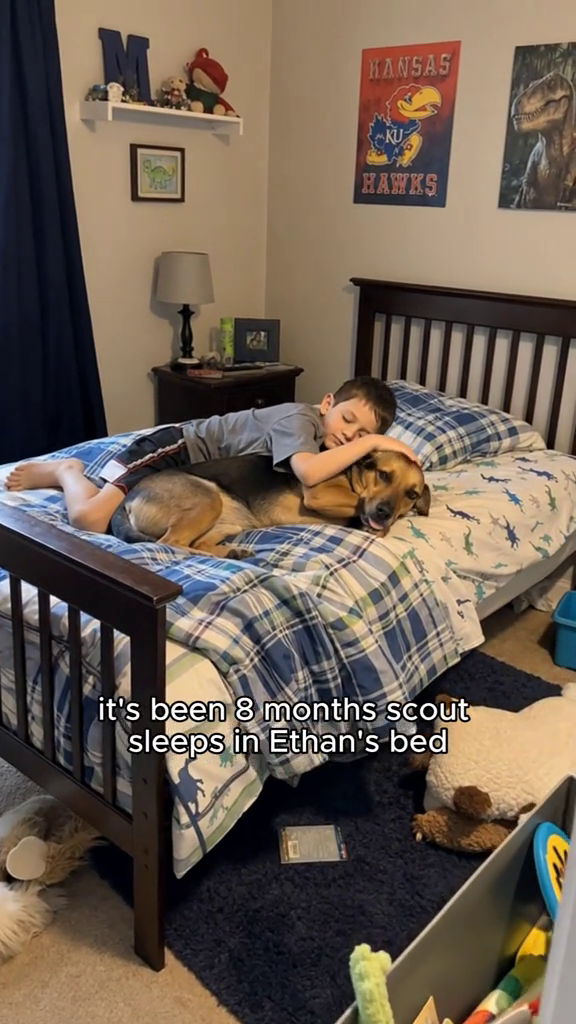 KANSAS KU HAWKS it's been 8 months scout sleeps in Ethan's bed