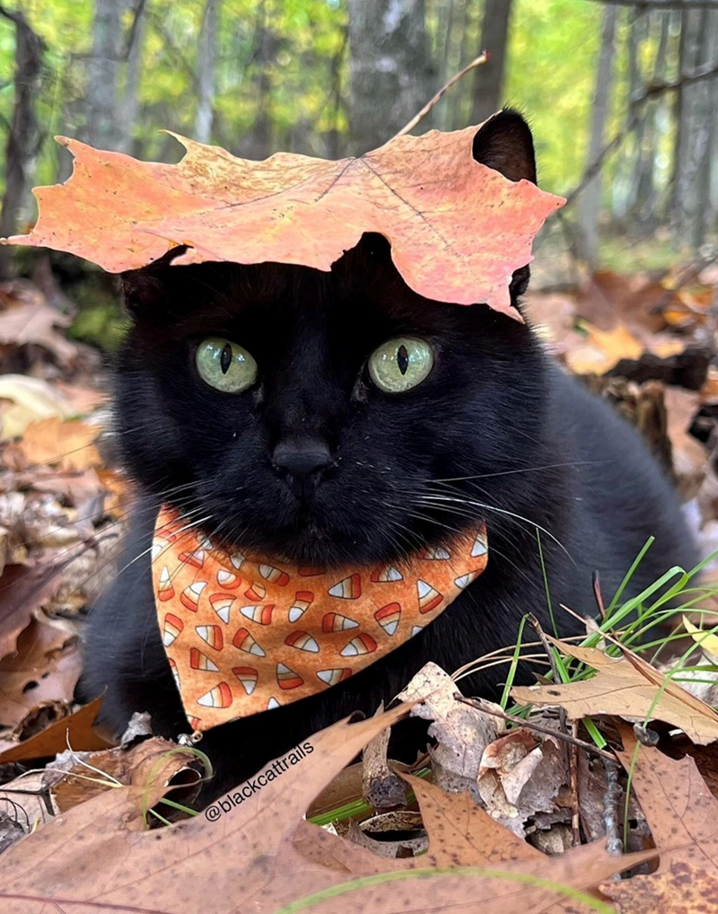 @blackcattrails