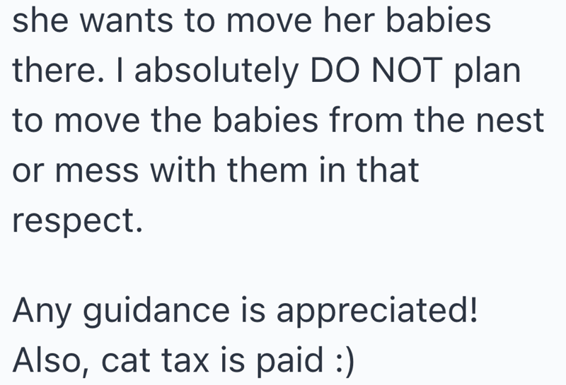 she wants to move her babies there. I absolutely DO NOT plan to move the babies from the nest or mess with them in that respect. Any guidance is appreciated! Also, cat tax is paid :)