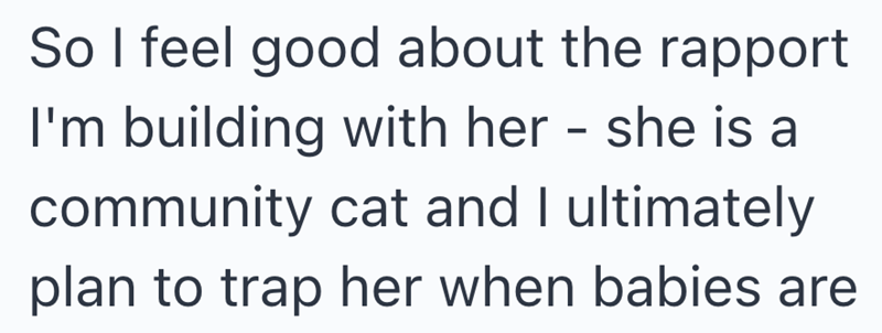 So I feel good about the rapport I'm building with her - she is a community cat and I ultimately plan to trap her when babies are