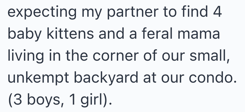 expecting my partner to find 4 baby kittens and a feral mama living in the corner of our small, unkempt backyard at our condo. (3 boys, 1 girl).