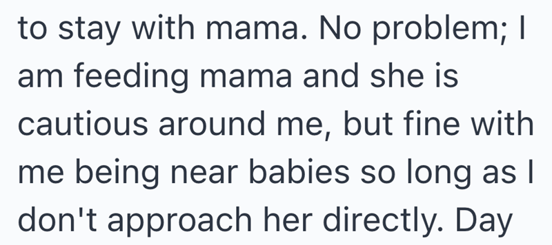 to stay with mama. No problem; I am feeding mama and she is cautious around me, but fine with me being near babies so long as I don't approach her directly. Day
