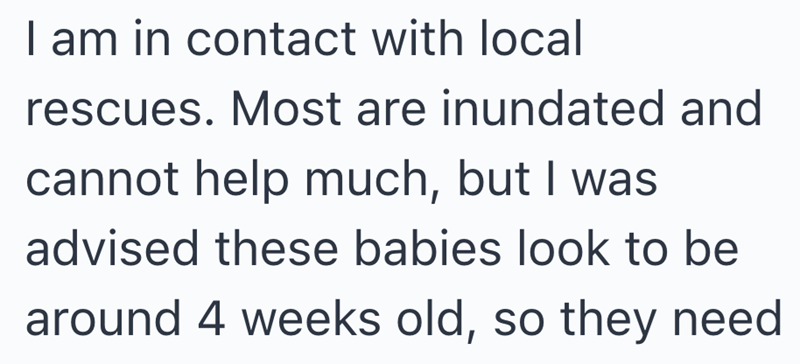 I am in contact with local rescues. Most are inundated and cannot help much, but I was advised these babies look to be around 4 weeks old, so they need