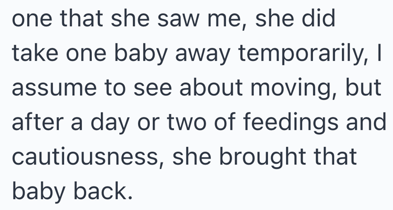 one that she saw me, she did take one baby away temporarily, I assume to see about moving, but after a day or two of feedings and cautiousness, she brought that baby back.