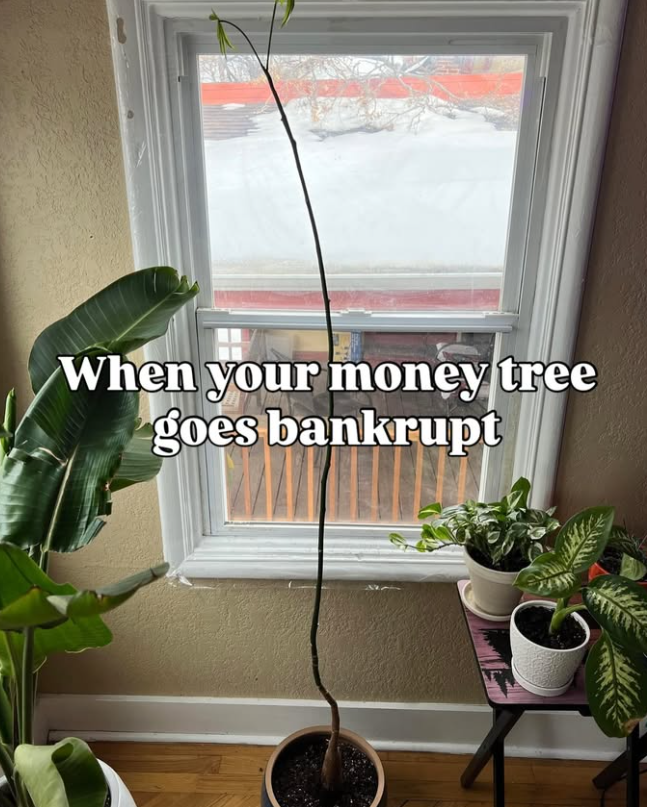 When your money tree goes bankrupt
