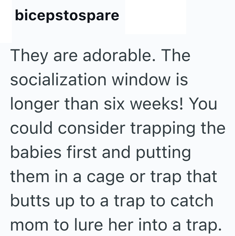 bicepstospare They are adorable. The socialization window is longer than six weeks! You could consider trapping the babies first and putting them in a cage or trap that butts up to a trap to catch mom to lure her into a trap.