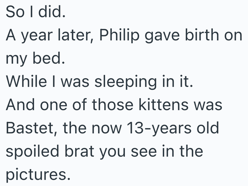 So I did. A year later, Philip gave birth on my bed. While I was sleeping in it. And one of those kittens was Bastet, the now 13-years old spoiled brat you see in the pictures.