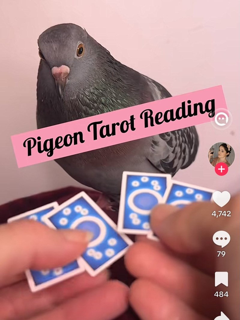 Pigeon Tarot Reading + 4,742 79 484