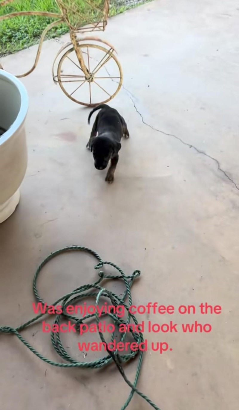 Was enjoying coffee on the back patio and look who wandered up.