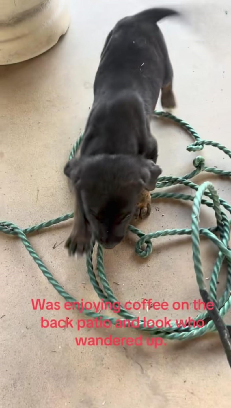 Was enjoying coffee on the back patio andbook who wandered op