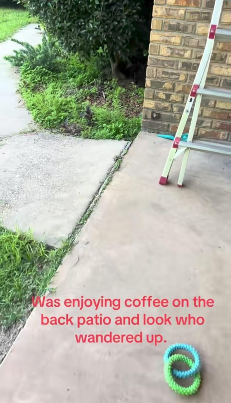 Was enjoying coffee on the back patio and look who wandered up.