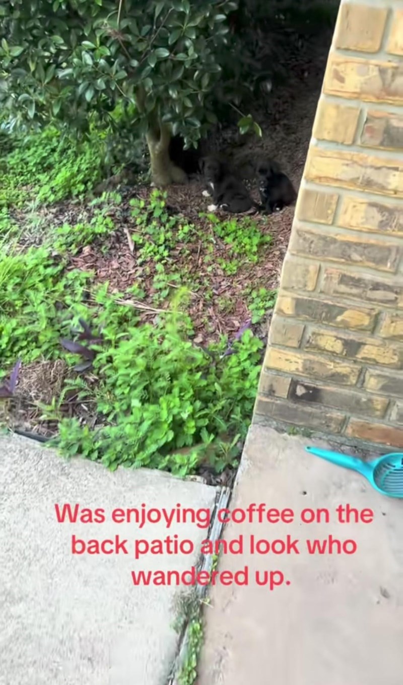 Was enjoying coffee on the back patio and look who wandered up.