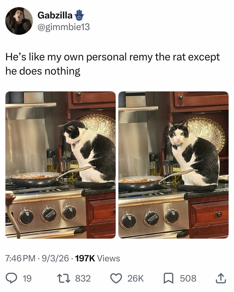 O Gabzilla @gimmbie13 He's like my own personal remy the rat except he does nothing 7:46 PM 9/3/26 197K Views 19 17832 26K ☐ 508 ↑