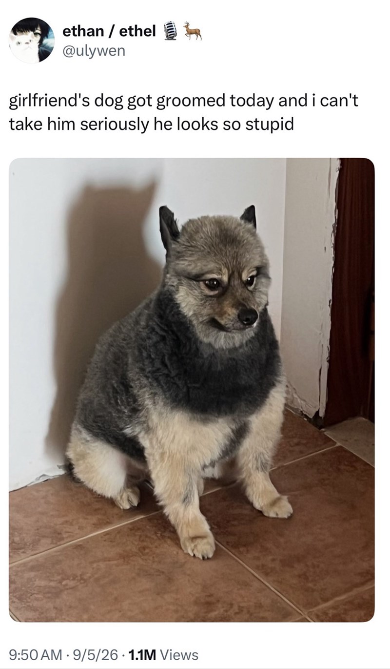 ethan/ethel h @ulywen girlfriend's dog got groomed today and i can't take him seriously he looks so stupid 9:50 AM 9/5/26 1.1M Views •