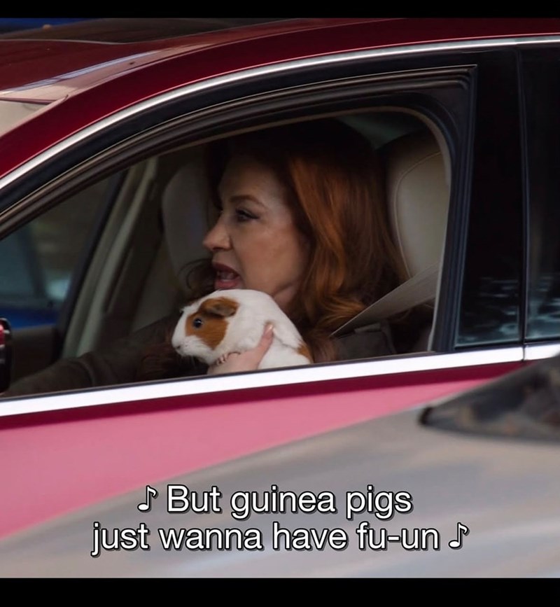♪ But guinea pigs just wanna have fu-un ♪
