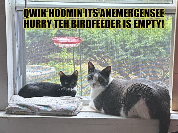 QWIK HOOMIN ITS ANEMERGENSEE HURRY TEH BIRDFEEDER IS EMPTY!