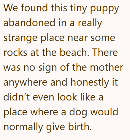 We found this tiny puppy abandoned in a really strange place near some rocks at the beach. There was no sign of the mother anywhere and honestly it didn't even look like a place where a dog would normally give birth.