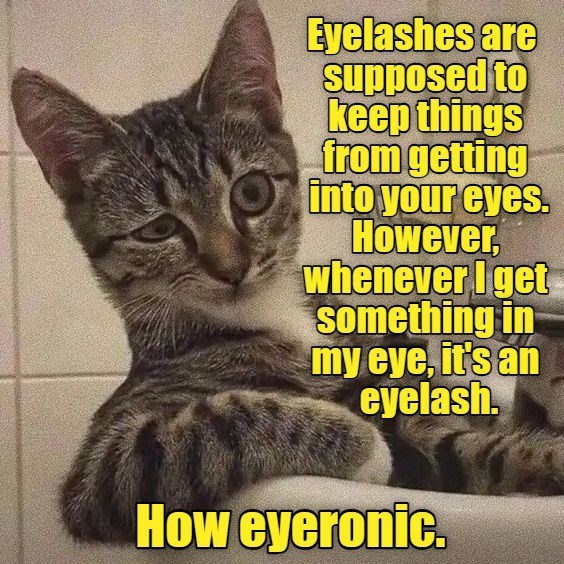 Eyelashes are supposed to keep things from getting into your eyes. However whenever I get something in my eye, it's an eyelash. How eyeronic.