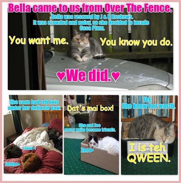 Bella came to us from Over The Fence. Bella was rescued by J&H Reskews. It was crowded and noisy, so she decided to invade Casa Plum. You want me. You know you do. She soon had teh bois We did.♥ Yet under her delicate paw. Dat's mai box! She knew her worth. Fanta binis She and Zoe never quite became friends. Zoe I is teh QWEEN.