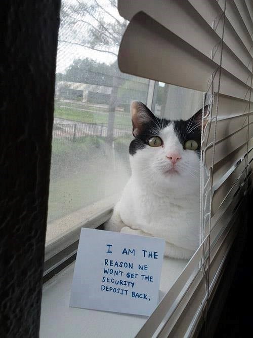 I AM THE REASON WE WON'T GET THE SECURITY DEPOSIT BACK,