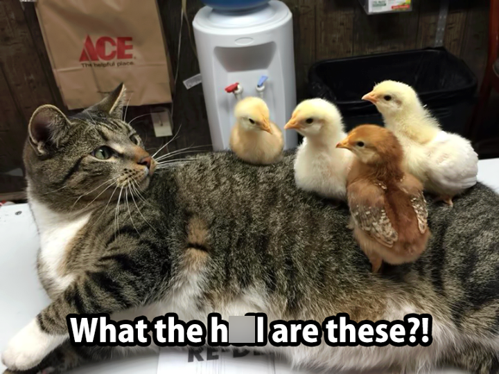 ACE The helpful place What theh are these?!